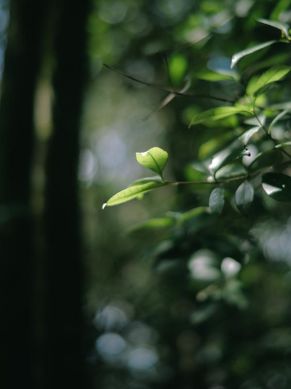 Leaves in dappled sunlight